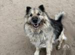 Oli-4, lieber, freundlicher, menschenbezogener Hundeopi