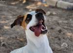 Dartanan - Immer wieder  übersehen - dabei so liebeswert!