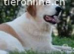 Everybodys darling Peluche sucht Familie zum Bezaubern