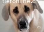 Traumhund Dunia hofft endlich auf ihr Zuhause