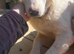 Lilly sucht ein Zuhause!