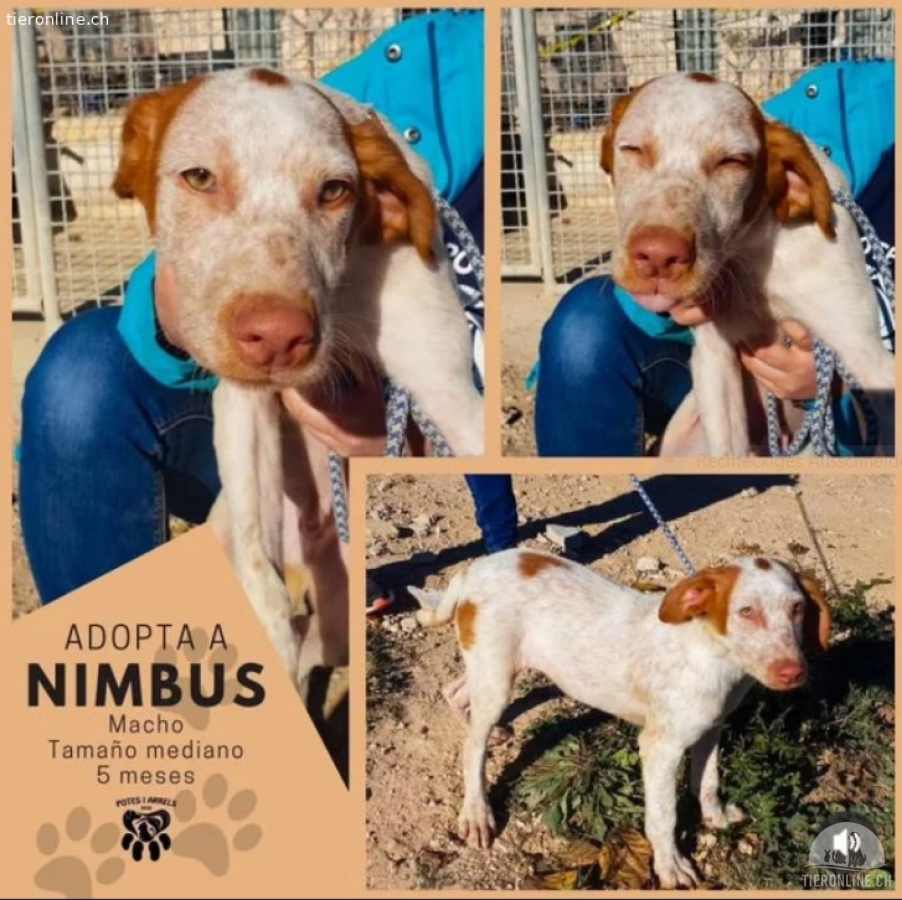 Nimbus - aktiv und verspielt