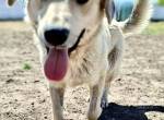 Sammy – verspielter, schmusiger Labbi-Mix