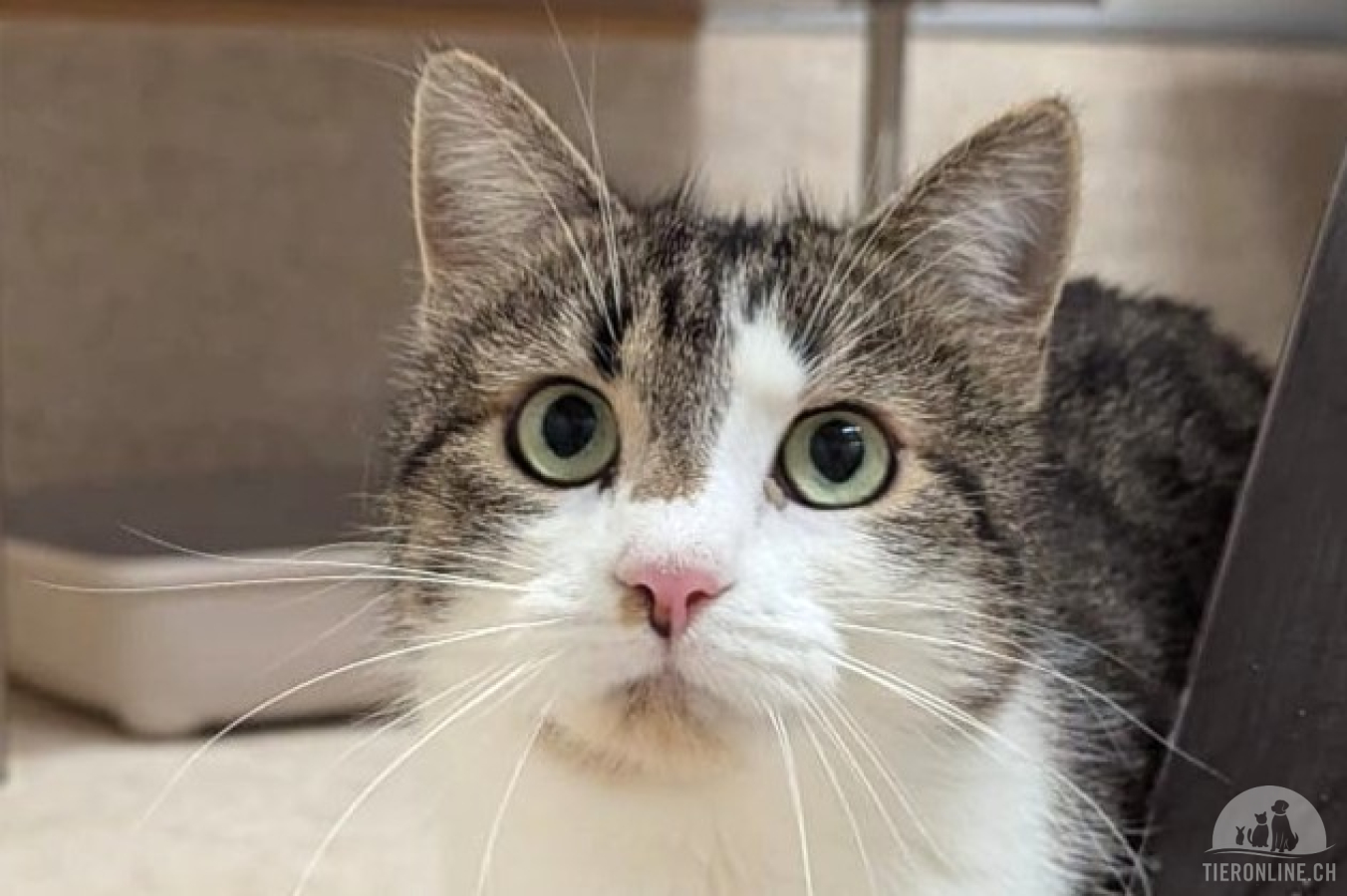 Katzen Schweiz