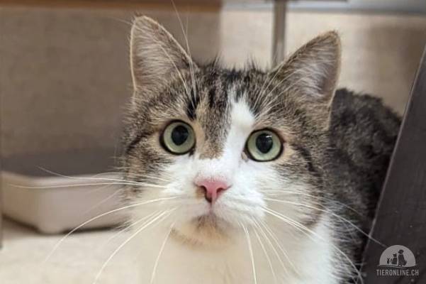 Katzen Schweiz