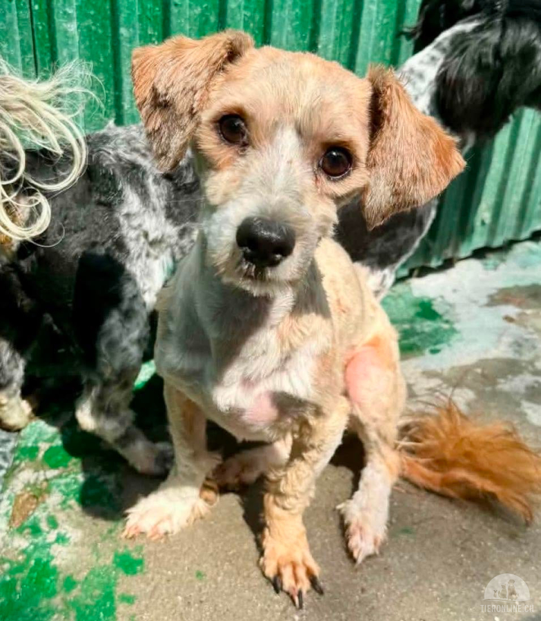 Carino – kleiner Herzenshund sucht seine Menschen