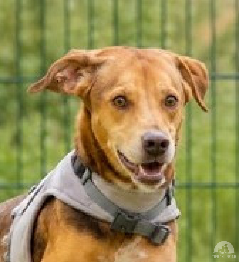 Hunde Ausland