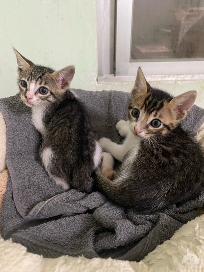 Brüder Capitan & Garfio