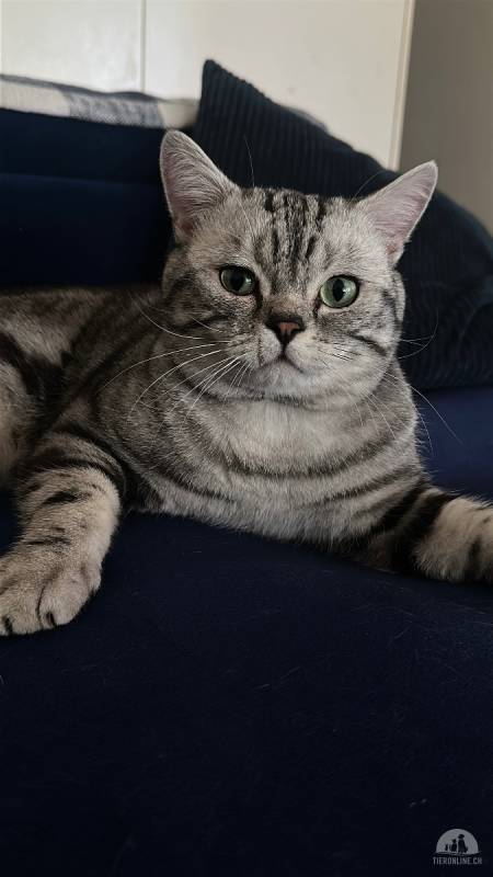 British short hair mit Stammbaum