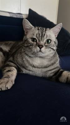 Katzen Schweiz
