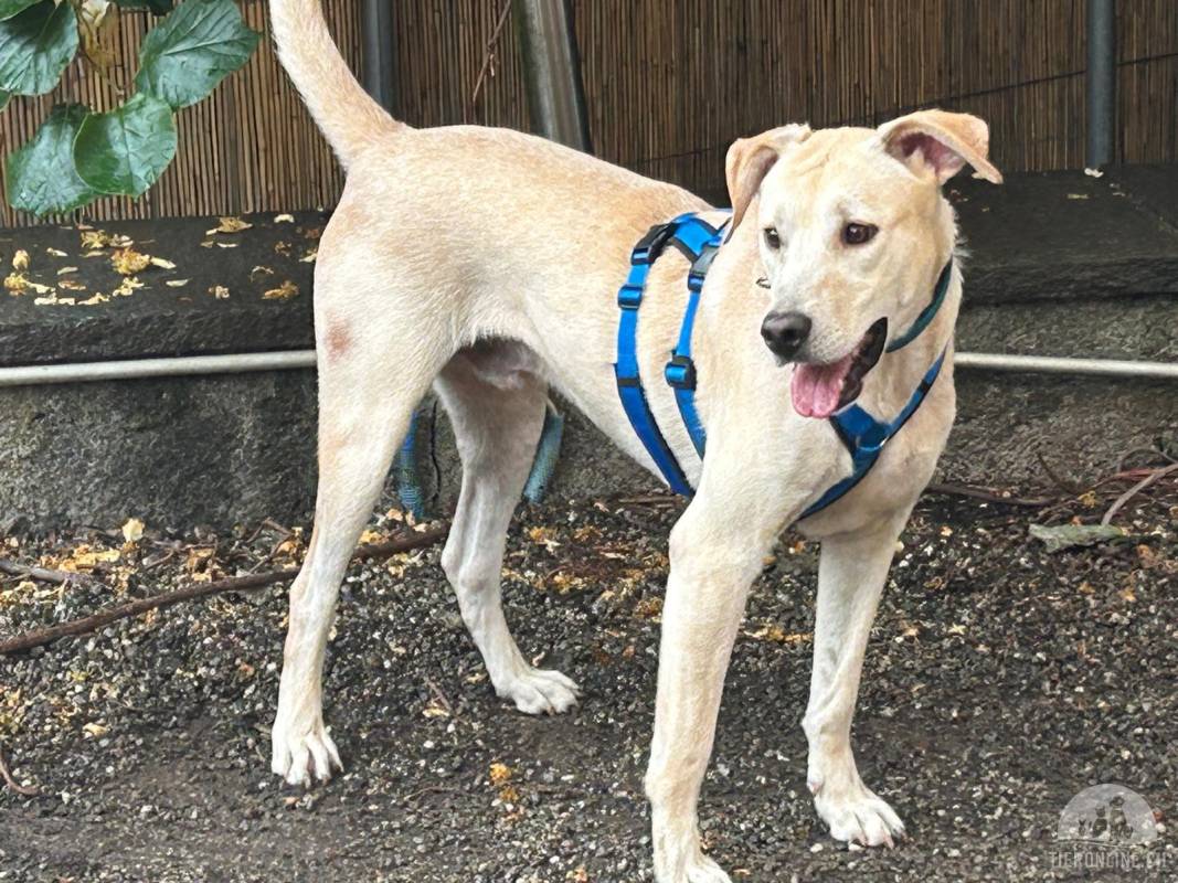 Hermes sucht ein zuhause