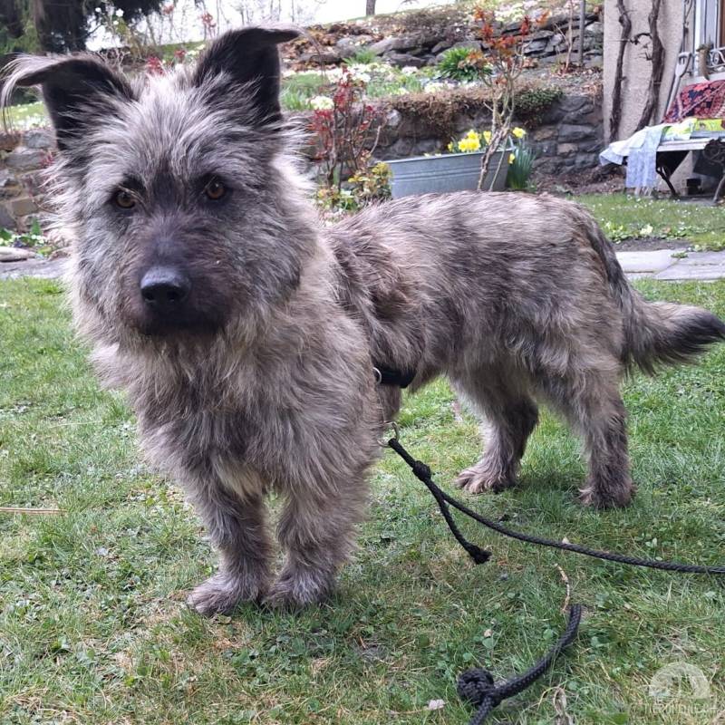 Hunde Ausland