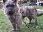 Brösel- ein Charmanter Terrier- Mix, sucht sein passenten Menschen