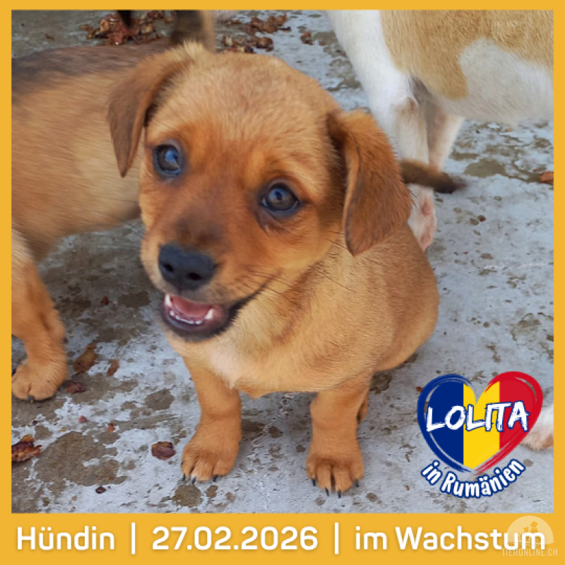 Hunde Ausland