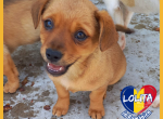 Lolita- mit großen Kulleraugen sucht ihren Menschen fürs ganze Leben.