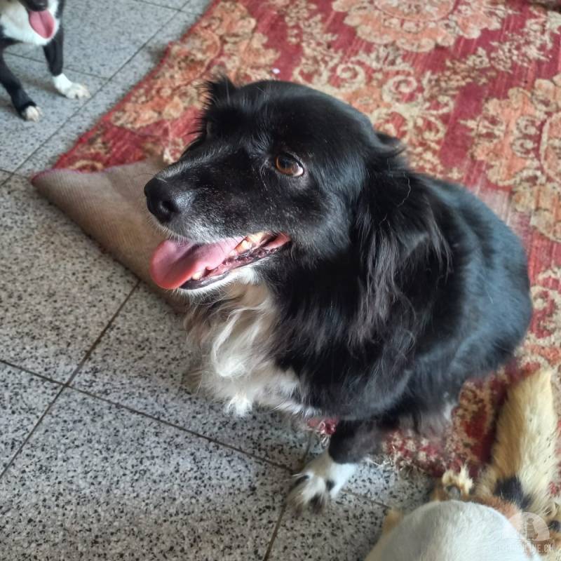 Hunde Ausland