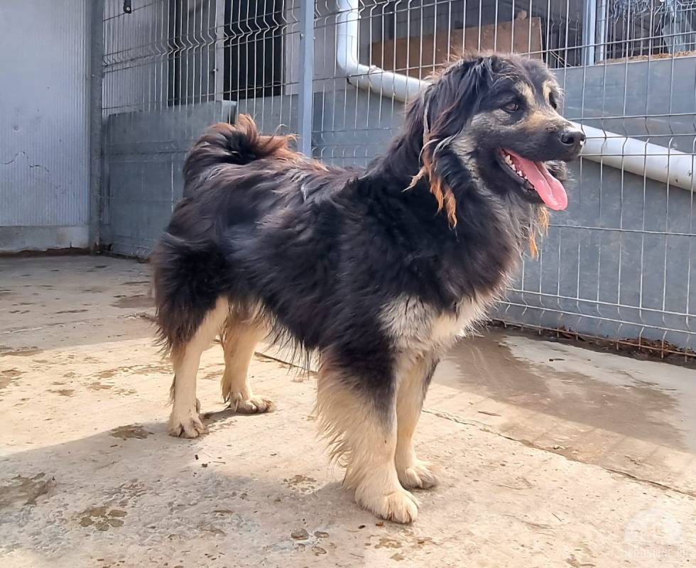 Hunde Ausland