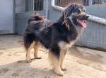 Paul- ein sportlicher Gute- Laune- Hund auf der Suche nach sein Für- immer- Zuhause