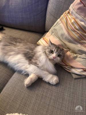 Katzen Schweiz