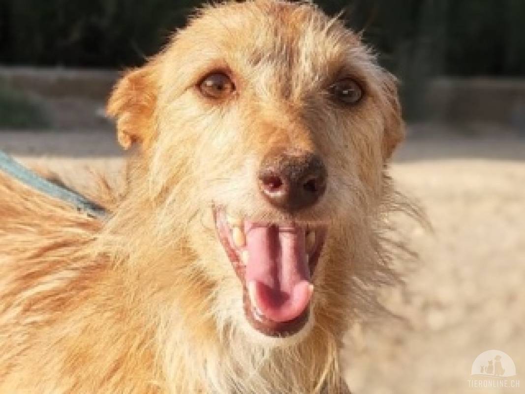 Hunde Ausland