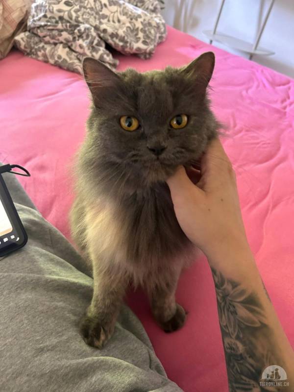 Prinzessin Bella
