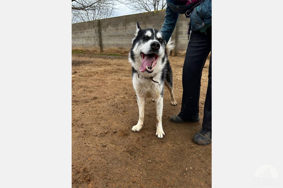 Hunde Ausland
