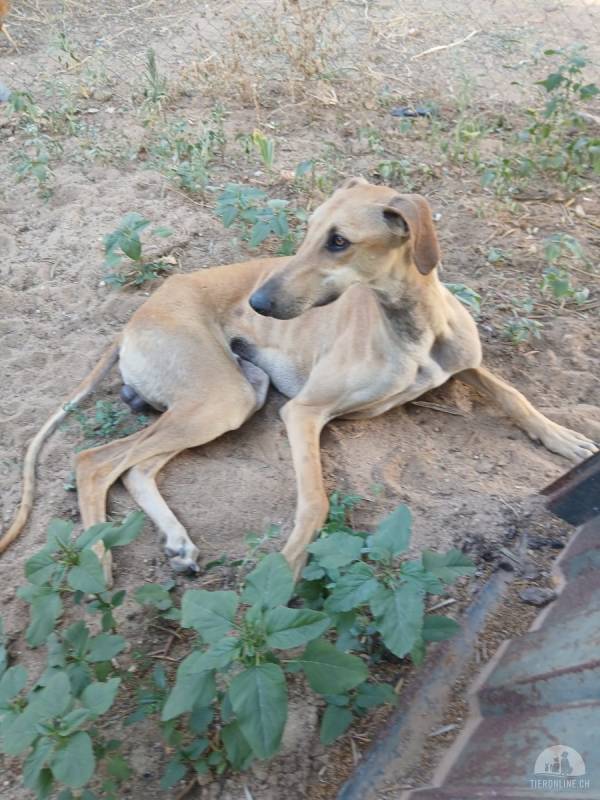Hunde Ausland