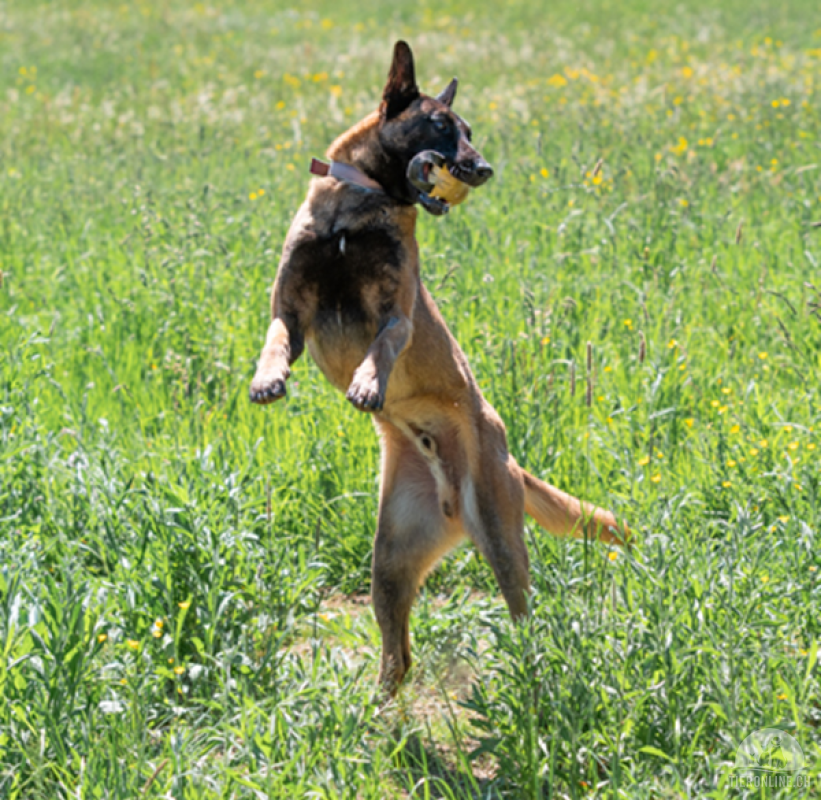 Dado, der wunderbare Malinois-Prinz