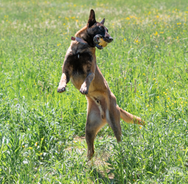 Hunde Schweiz