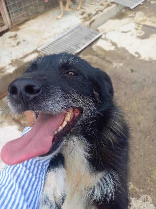 Aiko- vielleicht bin ich genau der Hund, auf den du schon lange gewartet hast.