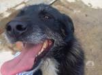Aiko- vielleicht bin ich genau der Hund, auf den du schon lange gewartet hast.