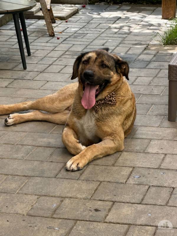 Savannah- eine Seele wie die Savanne sucht ihr Zuhause.