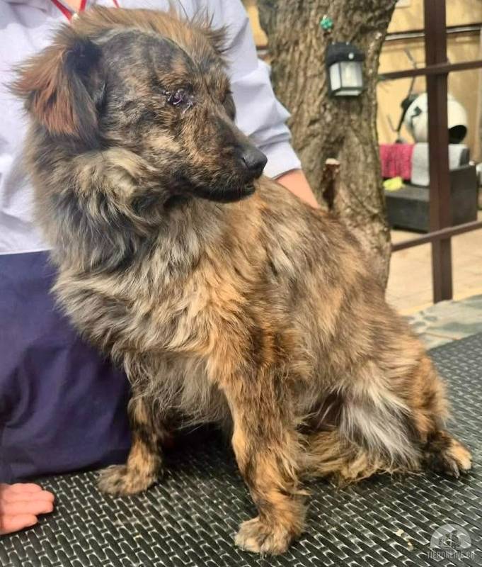 Ronja – kleine Kämpferin sucht ihr Happy End