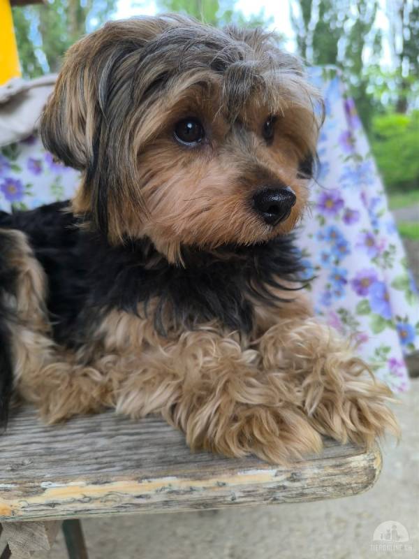 Lara, Yorkshire-Terrier-Mix, Hündin, geb. am 12.05.2024, 25 cm