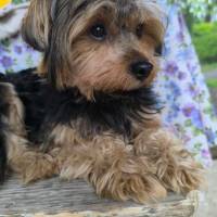 Lara, Yorkshire-Terrier-Mix, Hündin, geb. am 12.05.2024, 25 cm