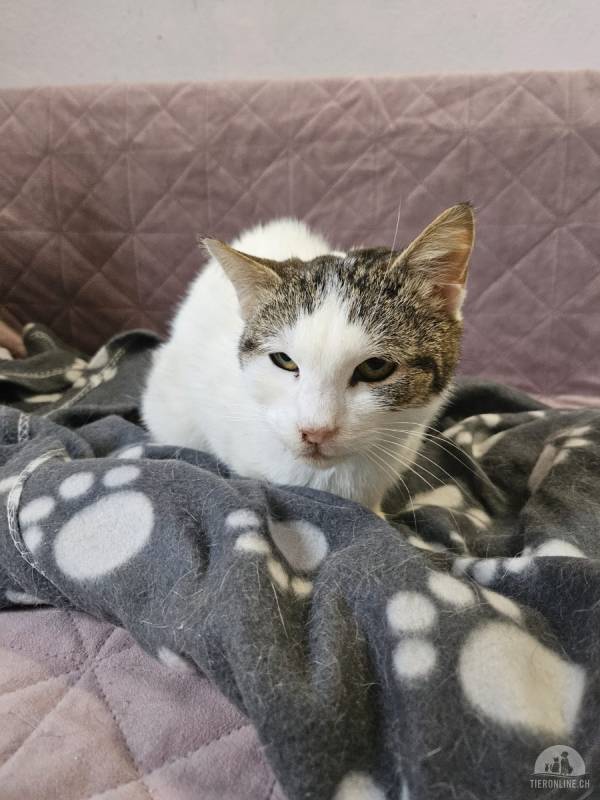 Codita - ein tapferes Katzenmädchen sucht ihr Für immer Zuhause