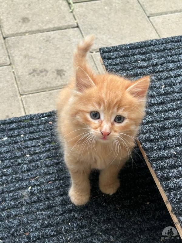 Marisa - Kitten sucht Familie mit gaaanz viel Zeit und Freigang ins Grüne