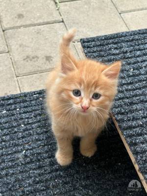 Katzen Schweiz
