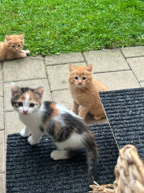 Trxie & Sammy - Doppelpack sucht liebevolle Familie mit Freigang