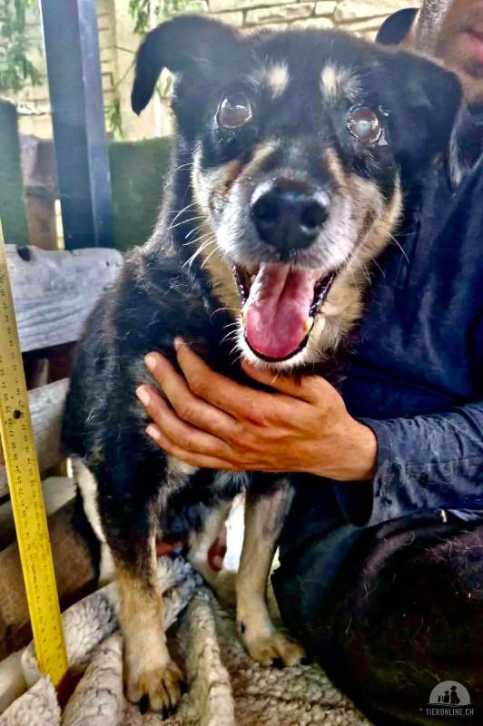 Collin – blinder Senior kämpft im Shelter ums Durchhalten