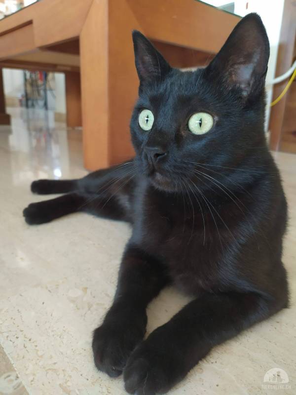 Wer liebt schwarze Katzen?