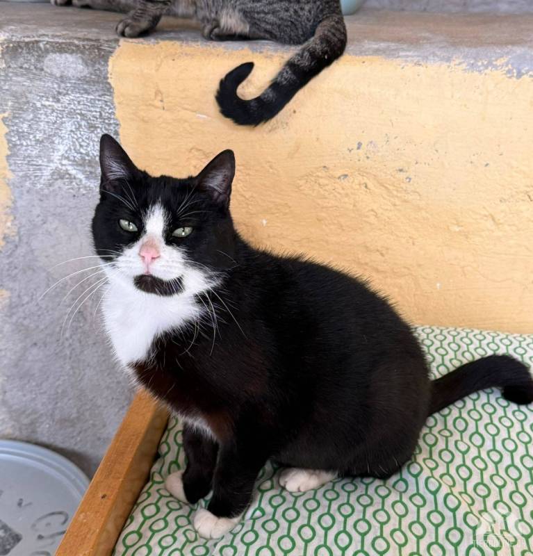 Ameli sucht ein gemütliches Zuhause