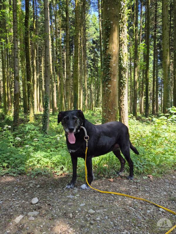 Zuhause gesucht