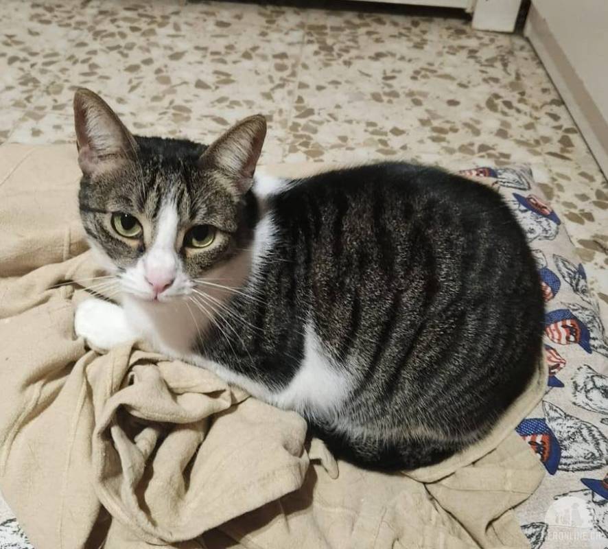 Artemisa sucht ihren Menschen