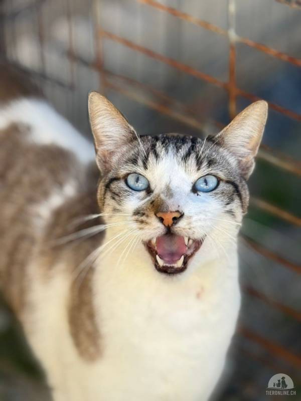 Miau mit Charakter – Wer schenkt mir ein Zuhause?