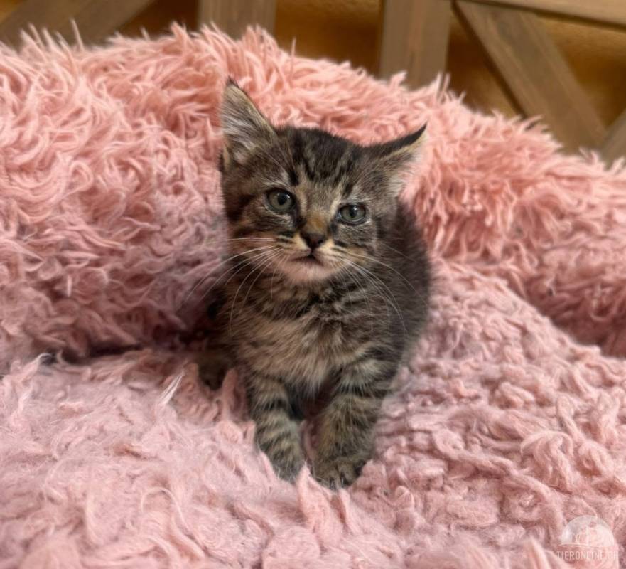Wer kann diesen Kulleraugen widerstehen? Mini-Tiger sucht Traumzuhause
