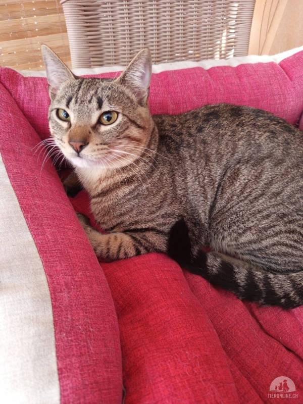 Katzen Ausland
