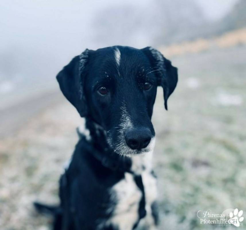 Hunde Schweiz