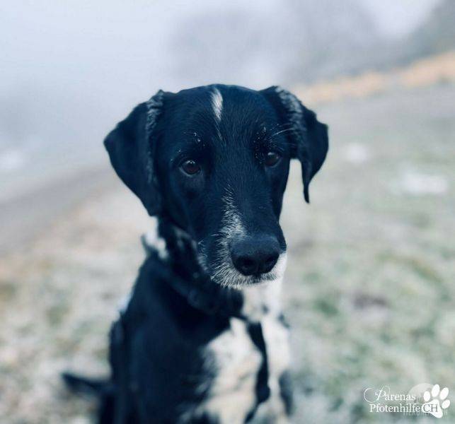 Hunde Schweiz