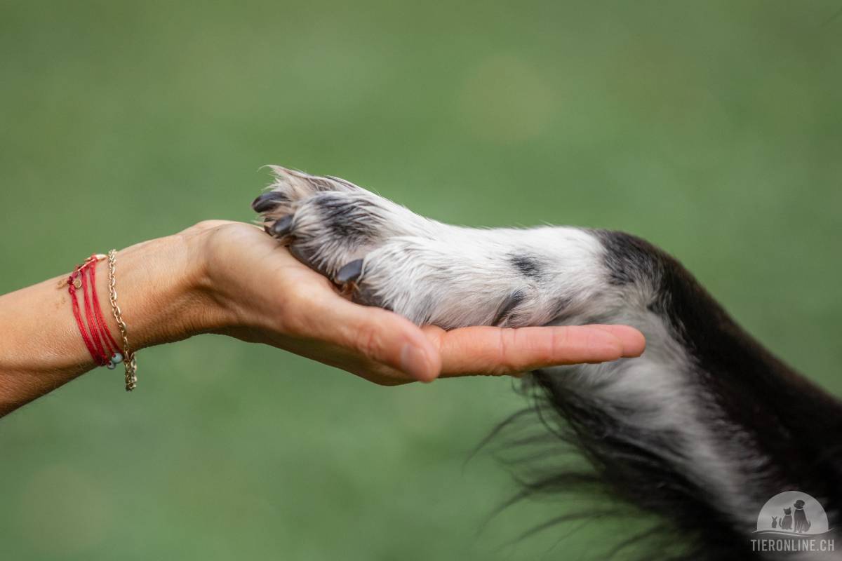Tierkommunikation